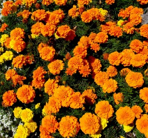 Marigold bedding plants