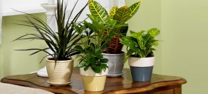 indoor plants