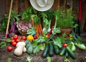 www-allotment-garden-org